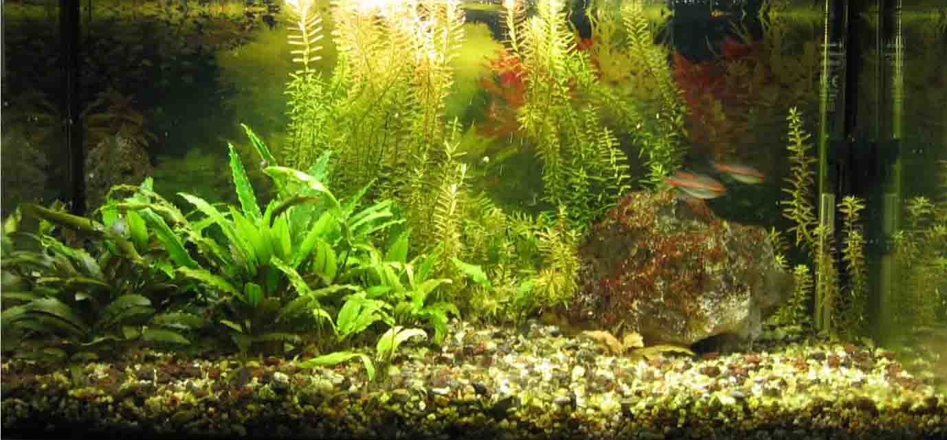 &copy; Zierfischfreunde Immenhausen-Holzhausen Aufgenommen am 23.6.2006